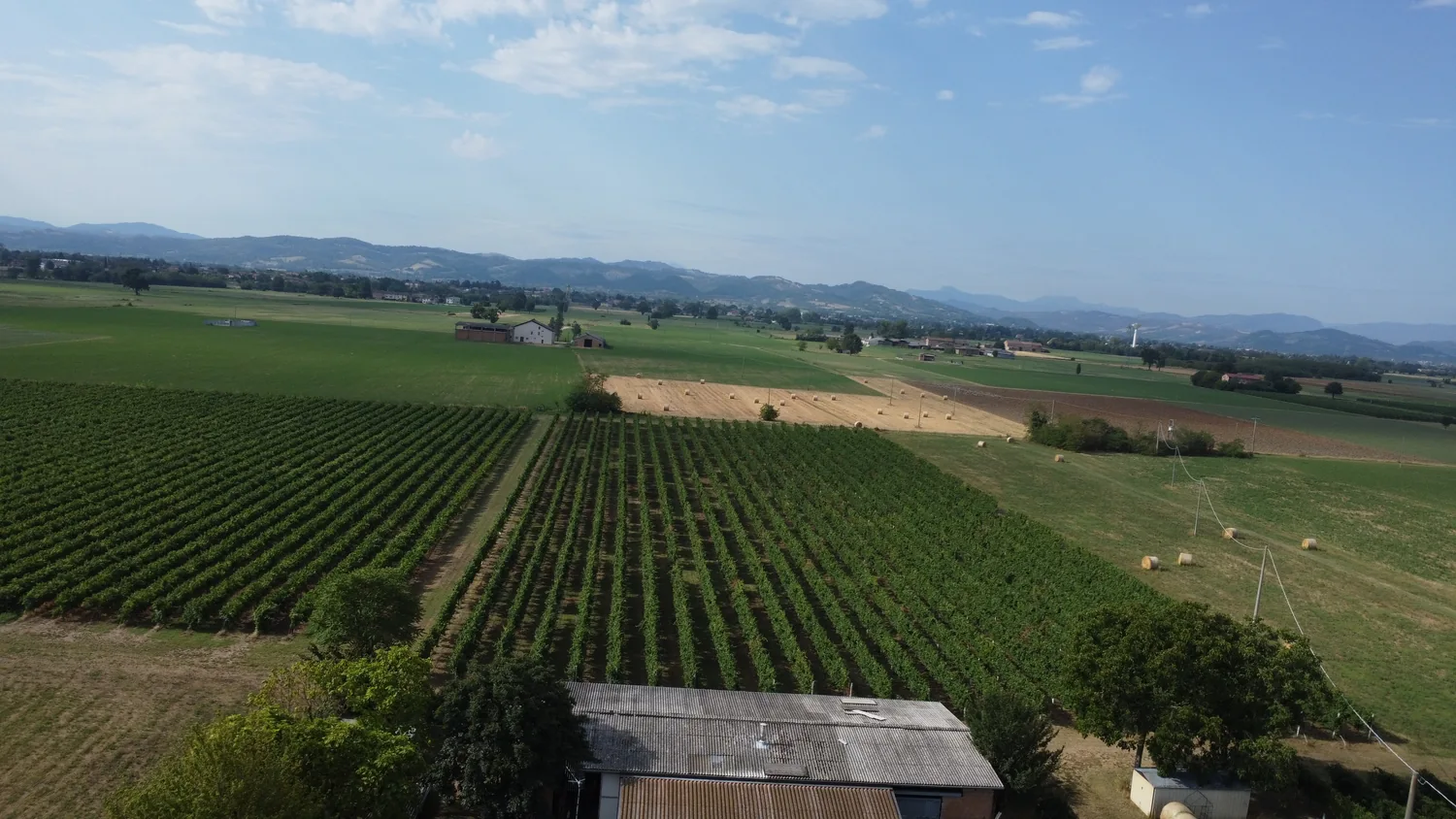 Vista panoramica dei filari e del paesaggio circostante